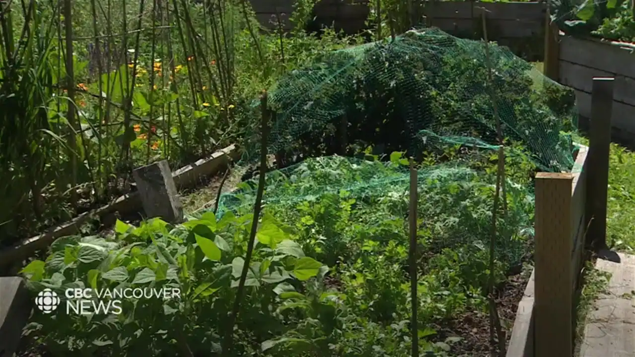 From neighborhood to biodiversity, city gardens produce extra than simply produce